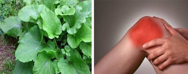Korzyści z łopianu na artrozę stawu kolanowego