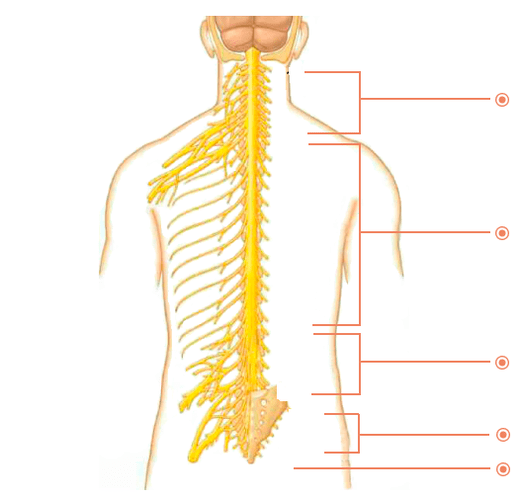 W jakich miejscach jest osteochondroza